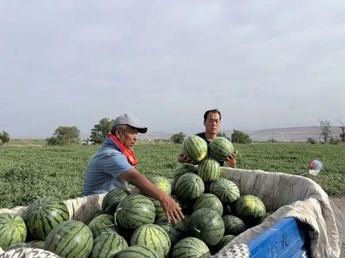 全国吃瓜局,一场全民参与的美食盛宴