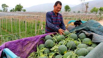 广西桂林吃瓜群众,揭秘当地美食风云录