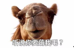 狗在家吃瓜视频,狗狗在家吃瓜萌态百出